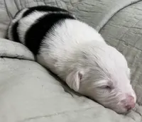 Clover, a female Border Collie for sale in Scottsburg, IN – Photo 4 of 6