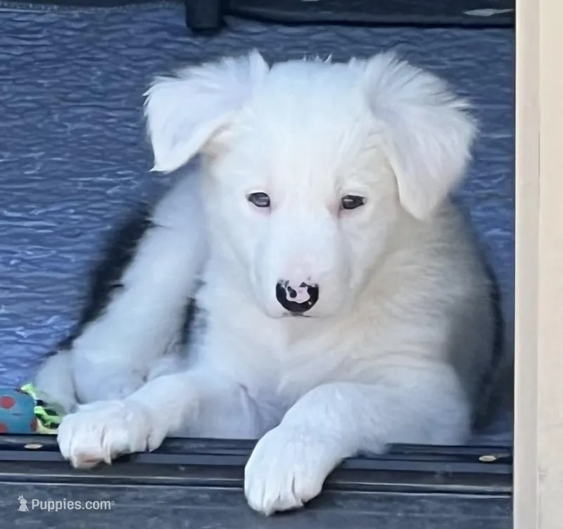 Clover – Border Collie puppy for sale in Scottsburg, IN