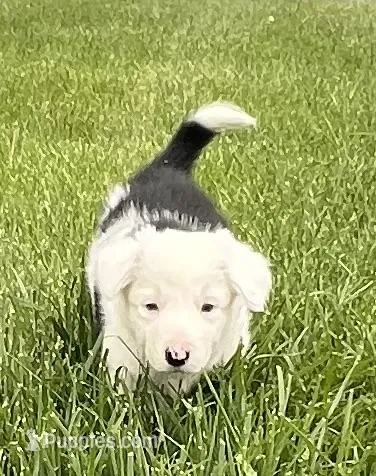 Clover – Border Collie puppy for sale in Scottsburg, IN