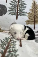 Clover, a female Border Collie for sale in Scottsburg, IN – Photo 2 of 6