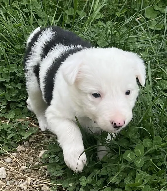 Clover – Border Collie puppy for sale in Scottsburg, IN