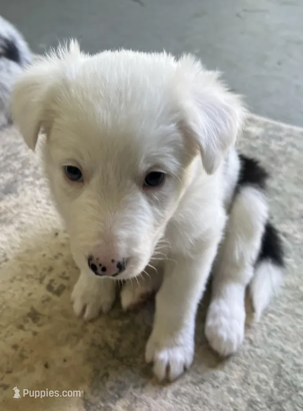 Clover – Border Collie puppy for sale in Scottsburg, IN