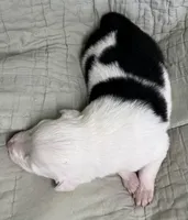 Clover, a female Border Collie for sale in Scottsburg, IN – Photo 5 of 6