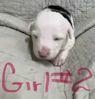 Clover, a female Border Collie for sale in Scottsburg, IN – Photo 3 of 6