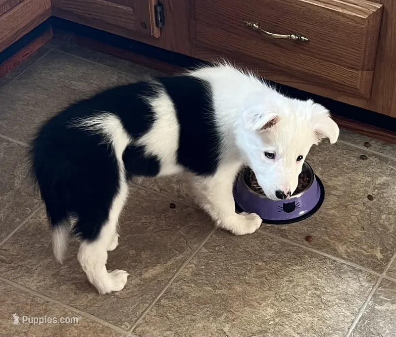 Clover – Border Collie puppy for sale in Scottsburg, IN