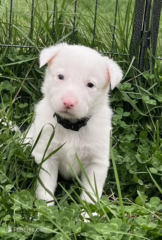 Dublin – Border Collie puppy for sale in Scottsburg, IN