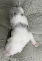 Dublin, a male Border Collie for sale in Scottsburg, IN – Photo 3 of 4