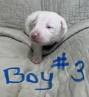 Dublin, a male Border Collie for sale in Scottsburg, IN – Photo 2 of 4