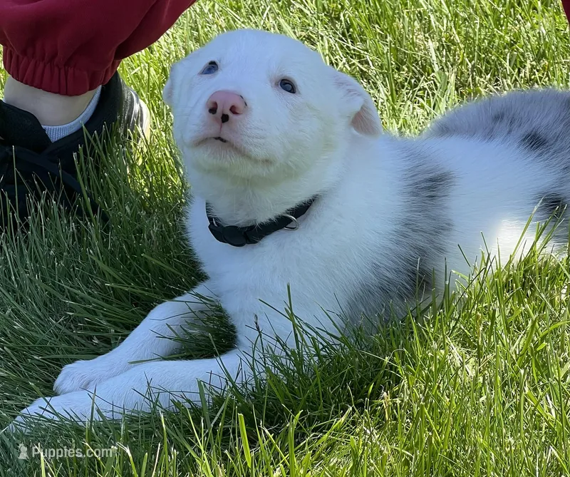 Dublin – Border Collie puppy for sale in Scottsburg, IN