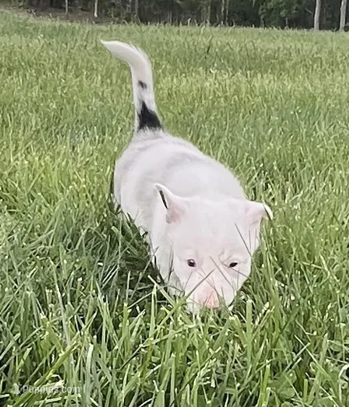 Dublin – Border Collie puppy for sale in Scottsburg, IN
