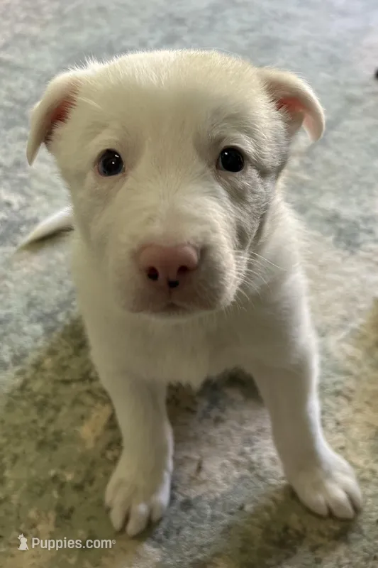 Dublin – Border Collie puppy for sale in Scottsburg, IN