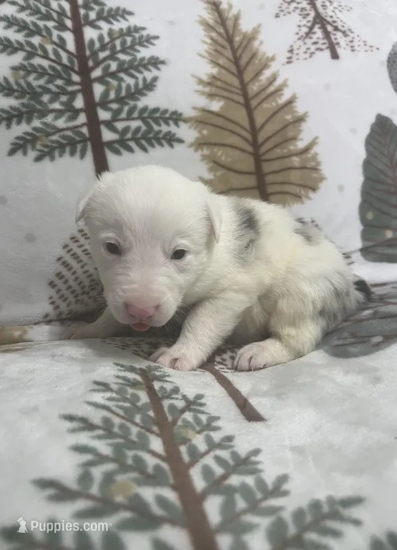 Dublin – Border Collie puppy for sale in Scottsburg, IN