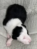 Goldie, a female Border Collie for sale in Scottsburg, IN – Photo 3 of 4