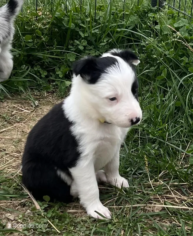 Goldie – Border Collie puppy for sale in Scottsburg, IN