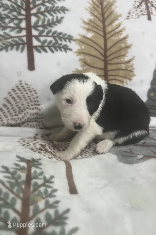 Goldie – Border Collie puppy for sale in Scottsburg, IN
