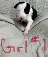 Goldie, a female Border Collie for sale in Scottsburg, IN – Photo 2 of 4