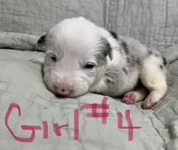 Ireland, a female Border Collie for sale in Scottsburg, IN – Photo 2 of 2