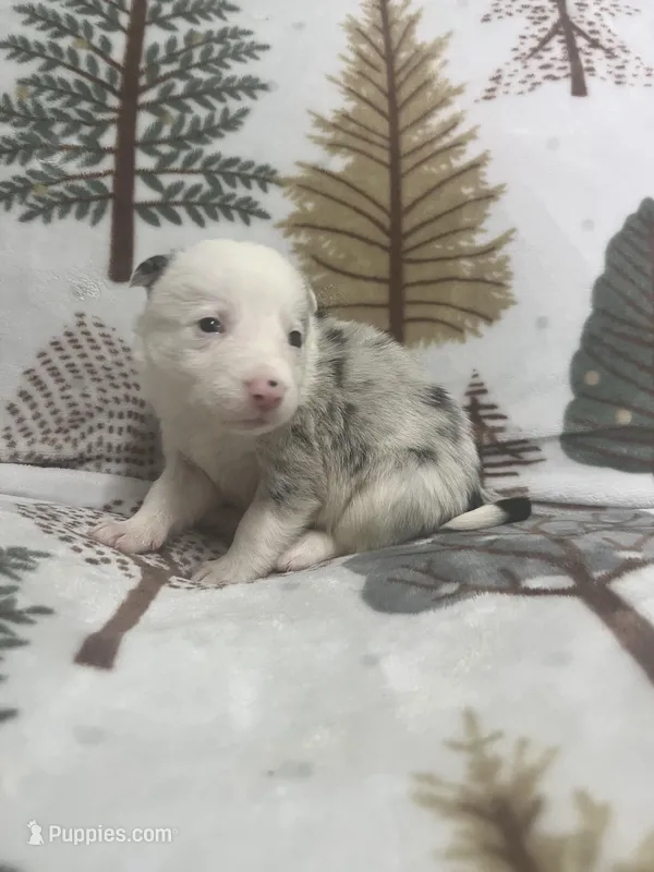 Ireland – Border Collie puppy on hold in Scottsburg, IN