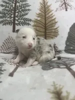 Ireland, a female Border Collie for sale in Scottsburg, IN – Photo 1 of 2