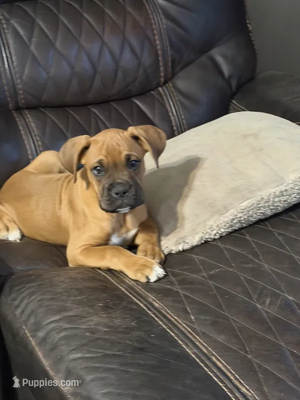 Little buddy  – Boxer puppy for sale in Lake Station, IN