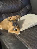 Little buddy , a male Boxer for sale in Lake Station, IN – 1 of 2