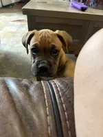 Little buddy , a male Boxer for sale in Lake Station, IN – 2 of 2
