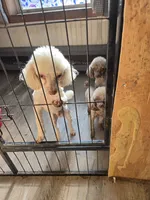 Simon , a male Poodle - Toy  for sale in Fultonville, NY – 4 of 5