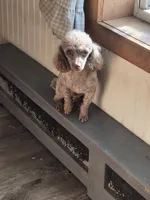 Charlie, a male Poodle - Toy  for sale in Fultonville, NY – 1 of 3