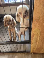 Simon , a male Poodle - Toy  for sale in Fultonville, NY – 5 of 5