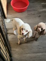 Simon , a male Poodle - Toy  for sale in Fultonville, NY – 2 of 5