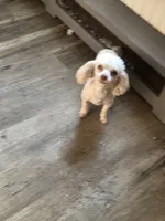 Simon , a male Poodle - Toy  for sale in Fultonville, NY – 1 of 5