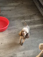 Charlie, a male Poodle - Toy  for sale in Fultonville, NY – 3 of 3
