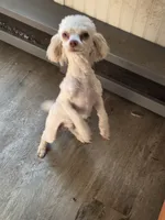 Simon , a male Poodle - Toy  for sale in Fultonville, NY – 3 of 5