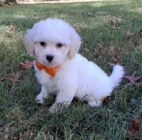 Gus, a male Cavapoo for sale in Smiths Grove, KY – 2 of 2