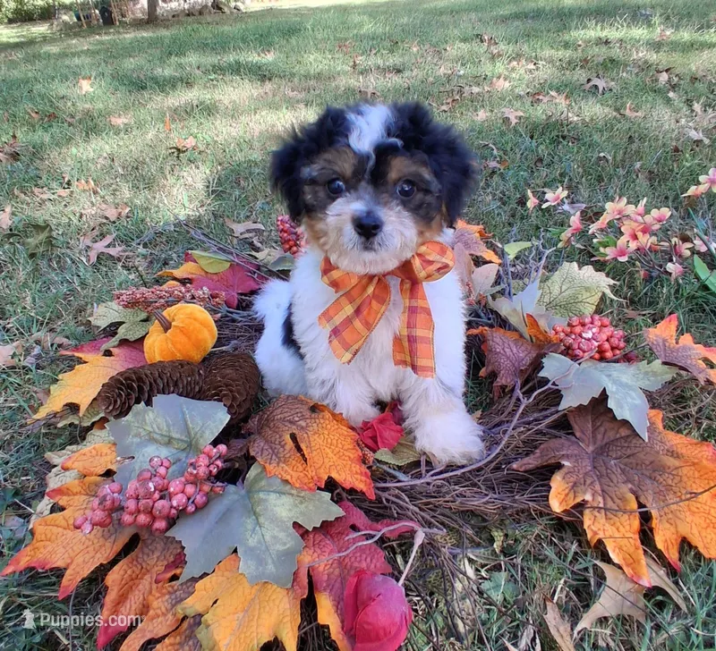 Gulliver – Cavapoo puppy for sale in Smiths Grove, KY
