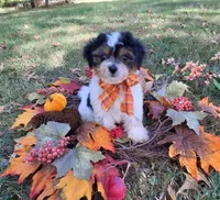 Gulliver, a male Cavapoo for sale in Smiths Grove, KY – 1 of 2