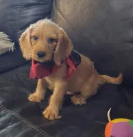 Ashford, a male Beagle and Poodle - Toy  for sale in Smiths Grove, KY – 2 of 2