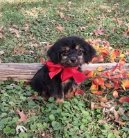Major, a male Yorkipoo for sale in Smiths Grove, KY – 2 of 2