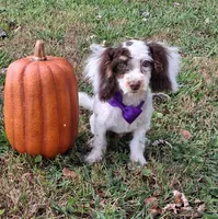 Chester, a male Shihpoo for sale in Smiths Grove, KY – 2 of 2