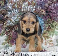 Becky, a female Beagle and Poodle - Toy  for sale in Smiths Grove, KY – 1 of 2