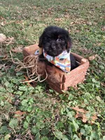 Corky, a male Yorkipoo for sale in Smiths Grove, KY – 2 of 2