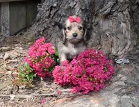 Paddy, a female Beagle and Poodle - Toy  for sale in Smiths Grove, KY – 2 of 2