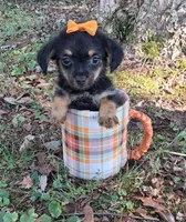 Peanut, a female Yorkipoo for sale in Smiths Grove, KY – 1 of 2