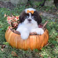 Sky, a female Shih Tzu for sale in Smiths Grove, KY – 2 of 2