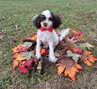 Angus, a male Shihpoo for sale in Smiths Grove, KY – 2 of 2