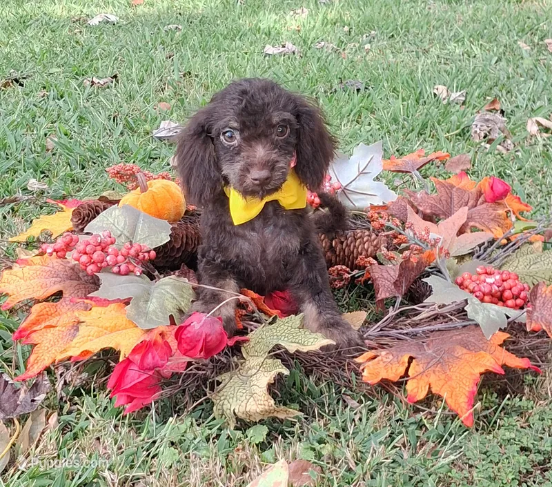 Dexter – Shihpoo puppy for sale in Smiths Grove, KY