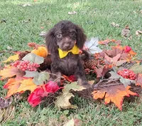 Dexter, a male Shihpoo for sale in Smiths Grove, KY – 1 of 2