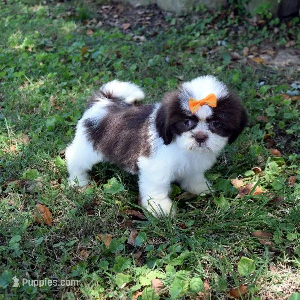 Sky – Shih Tzu puppy for sale in Smiths Grove, KY
