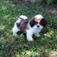 Sky, a female Shih Tzu for sale in Smiths Grove, KY – 1 of 2
