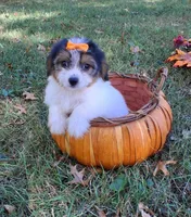 Meadow, a female Cavapoo for sale in Smiths Grove, KY – 2 of 2